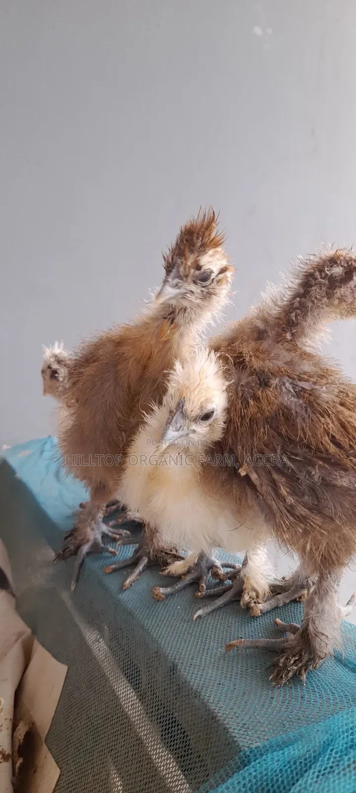 Silkie Chicks(200gh) and Fertile Eggs$(30gh) for Sale