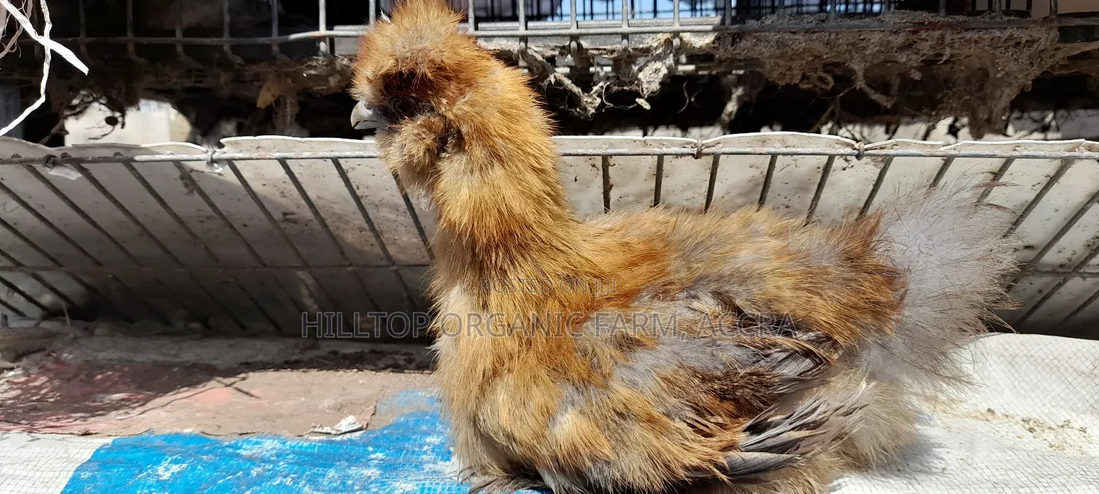 Silkie Chicks(200gh) and Fertile Eggs$(30gh) for Sale