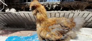 Silkie Chicks(200gh) and Fertile Eggs$(30gh) for Sale
