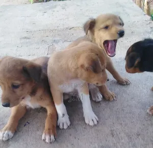 Local Dogs for Sale