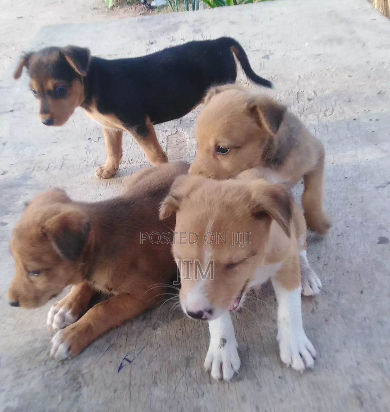 Local Dogs for Sale
