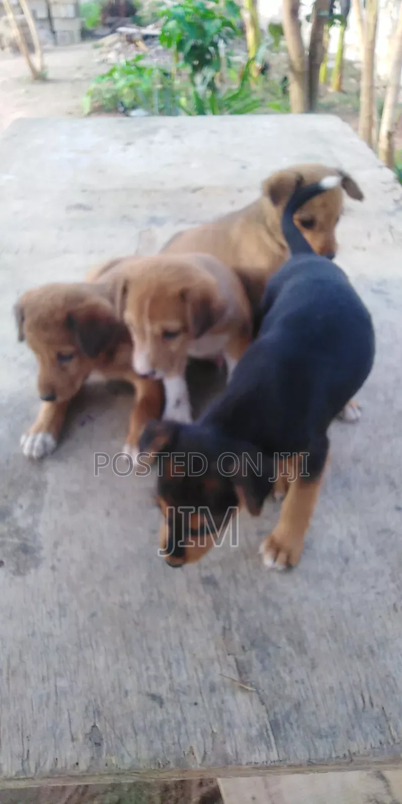 Local Dogs for Sale