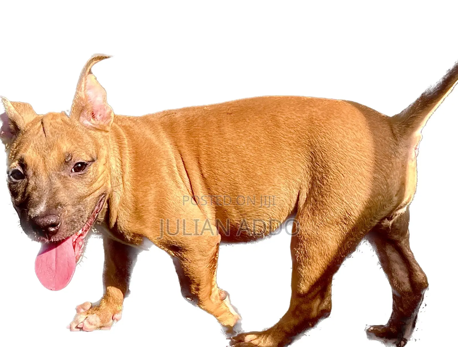 1-3 months Female Purebred American Pit Bull Terrier