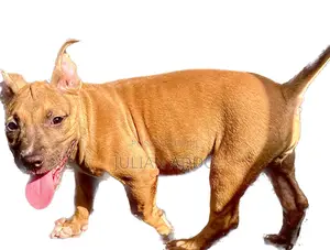 1-3 months Female Purebred American Pit Bull Terrier