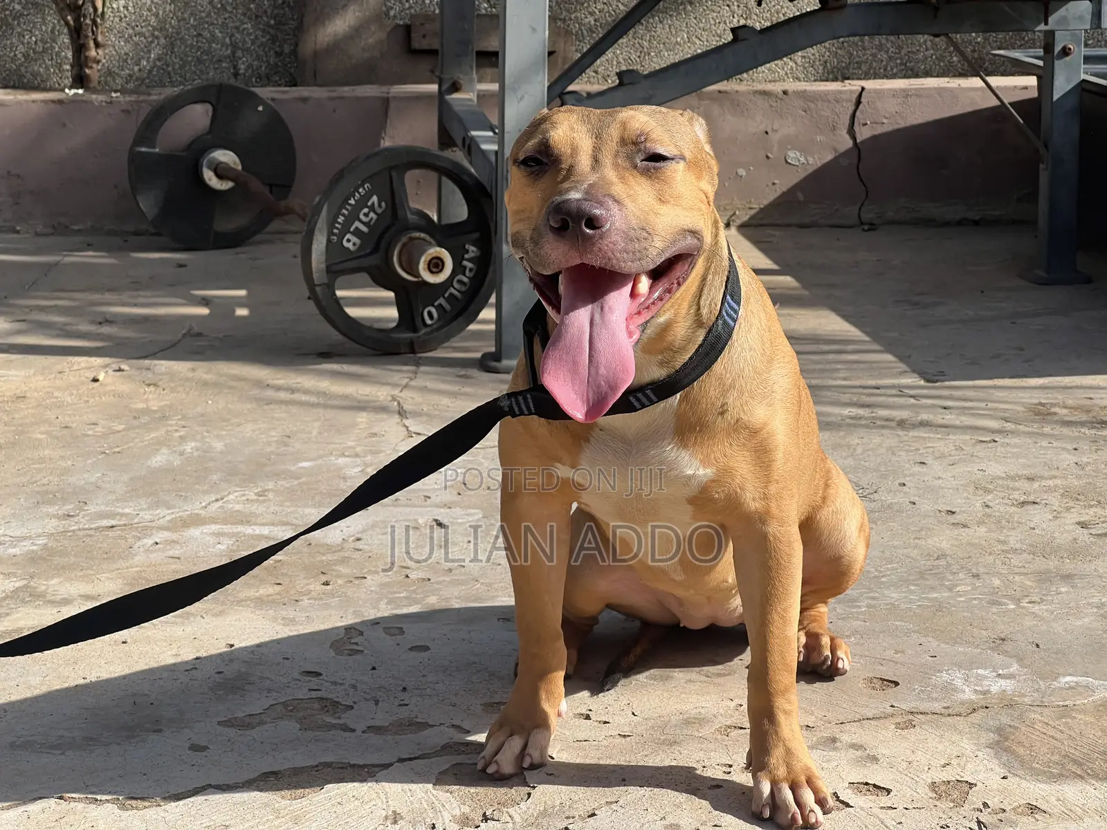 1-3 months Female Purebred American Pit Bull Terrier