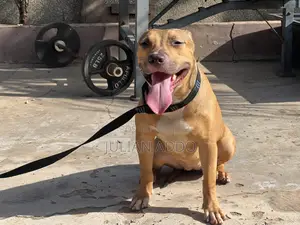 1-3 months Female Purebred American Pit Bull Terrier