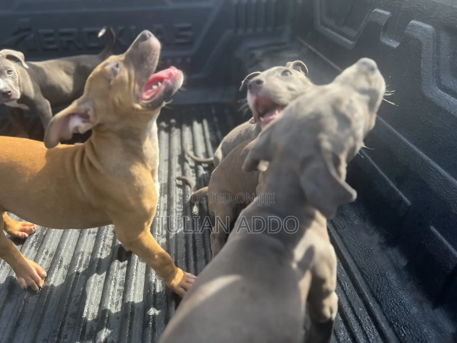 1-3 months Female Purebred American Pit Bull Terrier