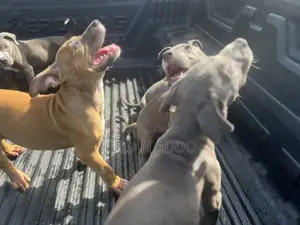 1-3 months Female Purebred American Pit Bull Terrier