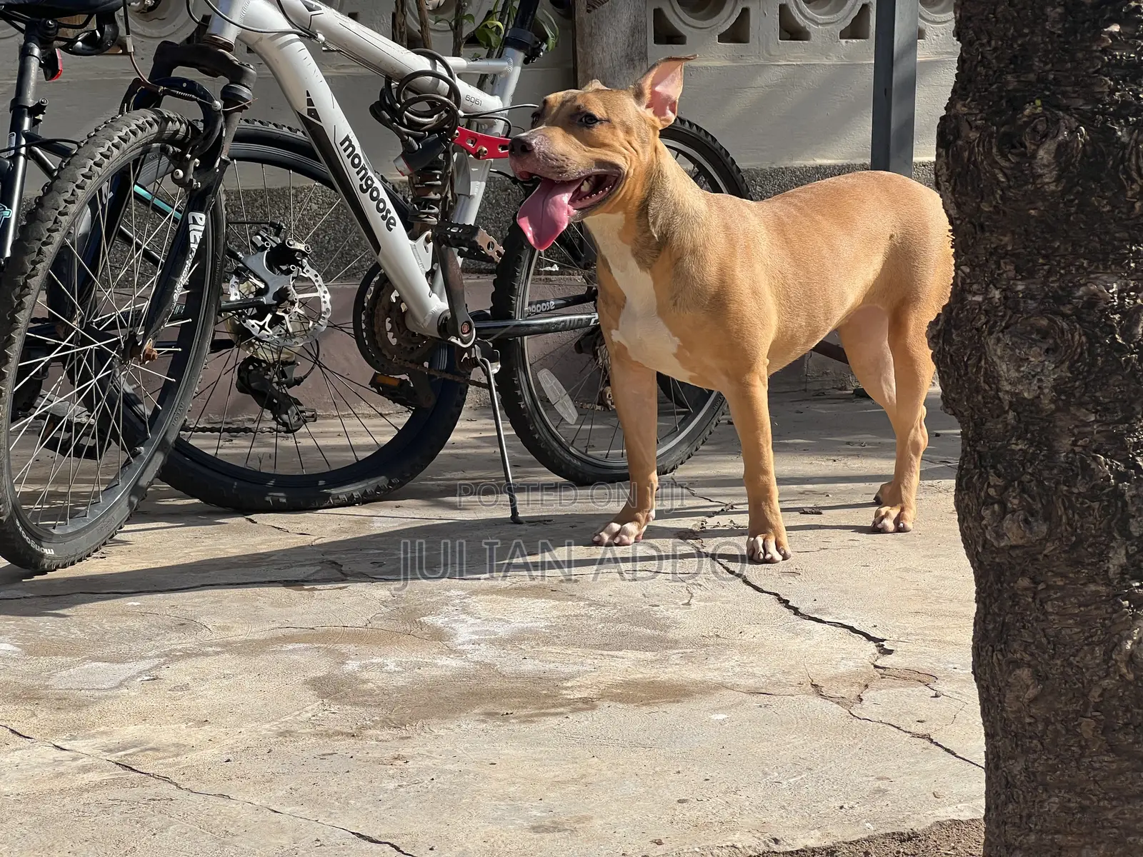 1-3 months Female Purebred American Pit Bull Terrier