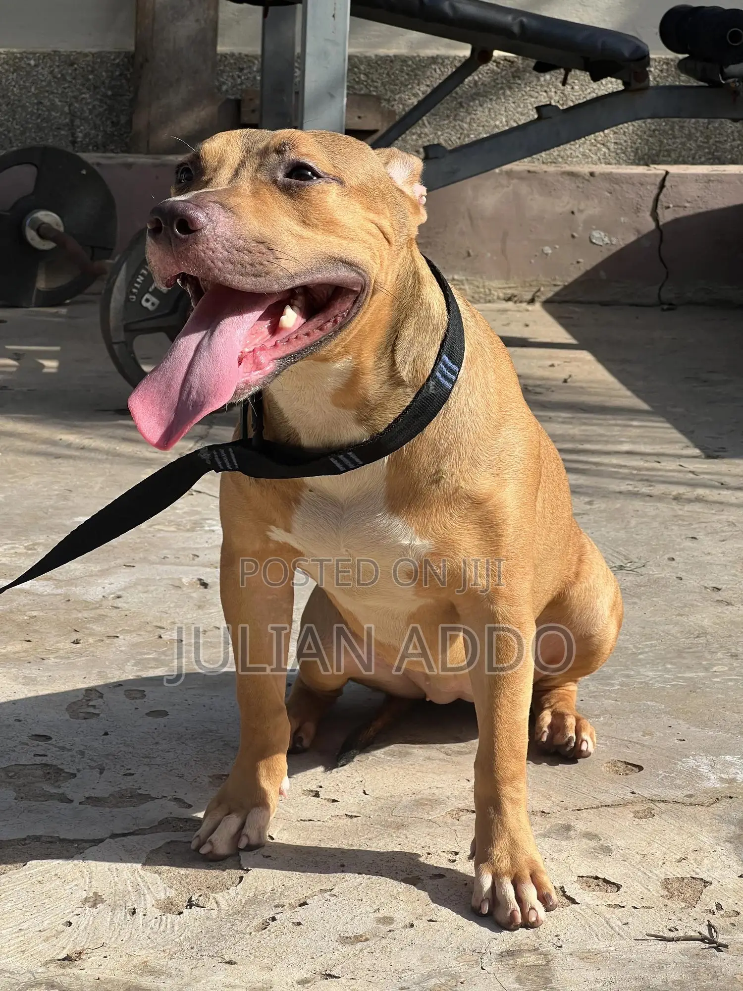 1-3 months Female Purebred American Pit Bull Terrier