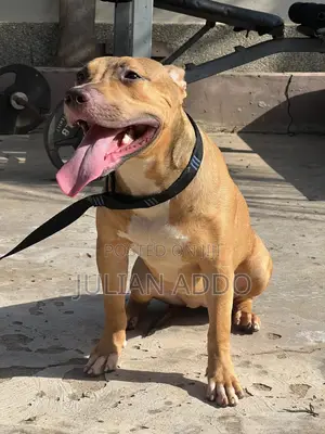 1-3 months Female Purebred American Pit Bull Terrier
