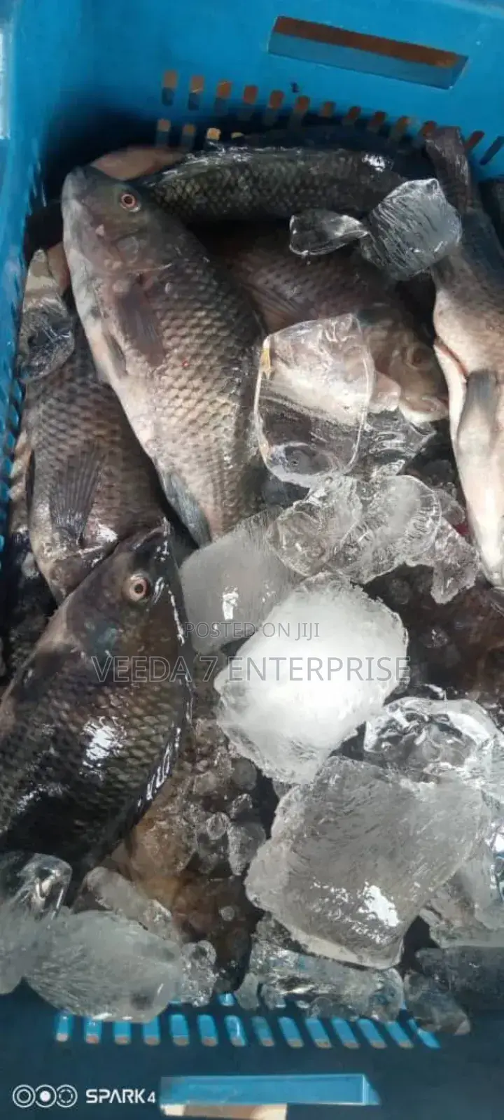 Fresh Tilapia Wholesale