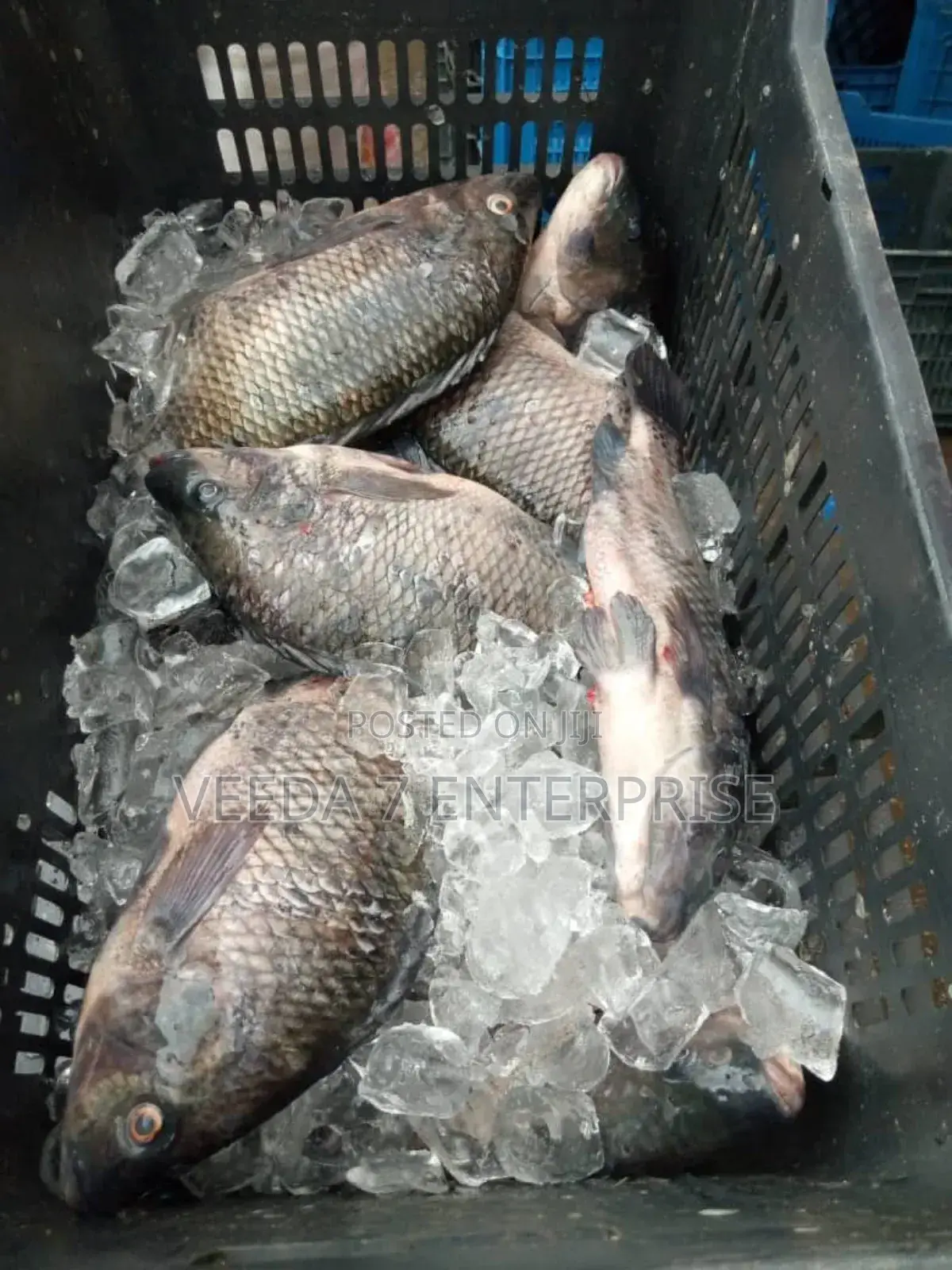 Fresh Tilapia Wholesale