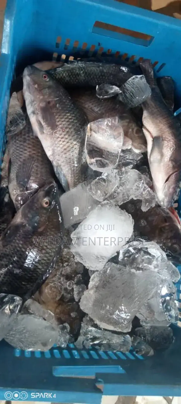Fresh Tilapia Wholesale