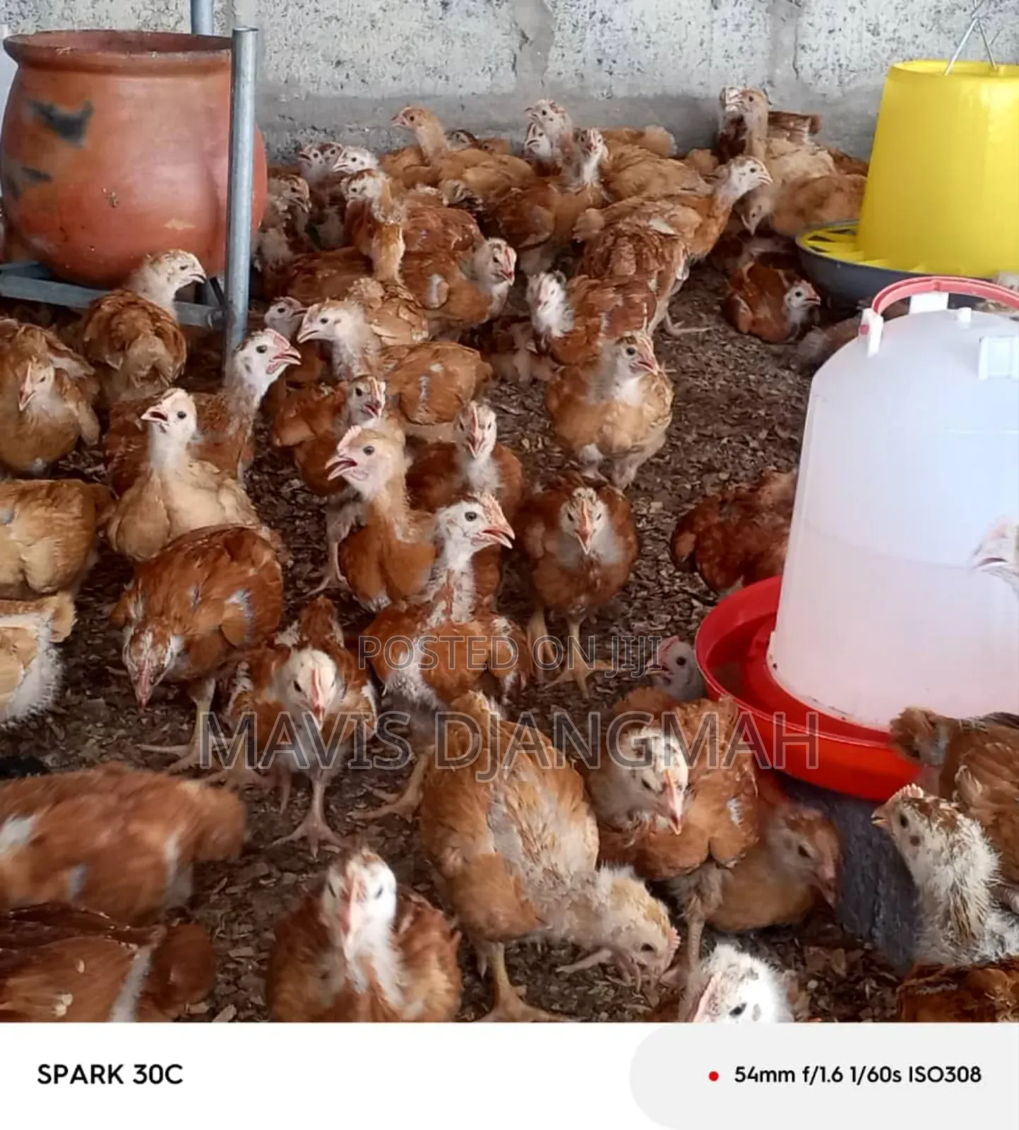 Sasso Month Old Chicks