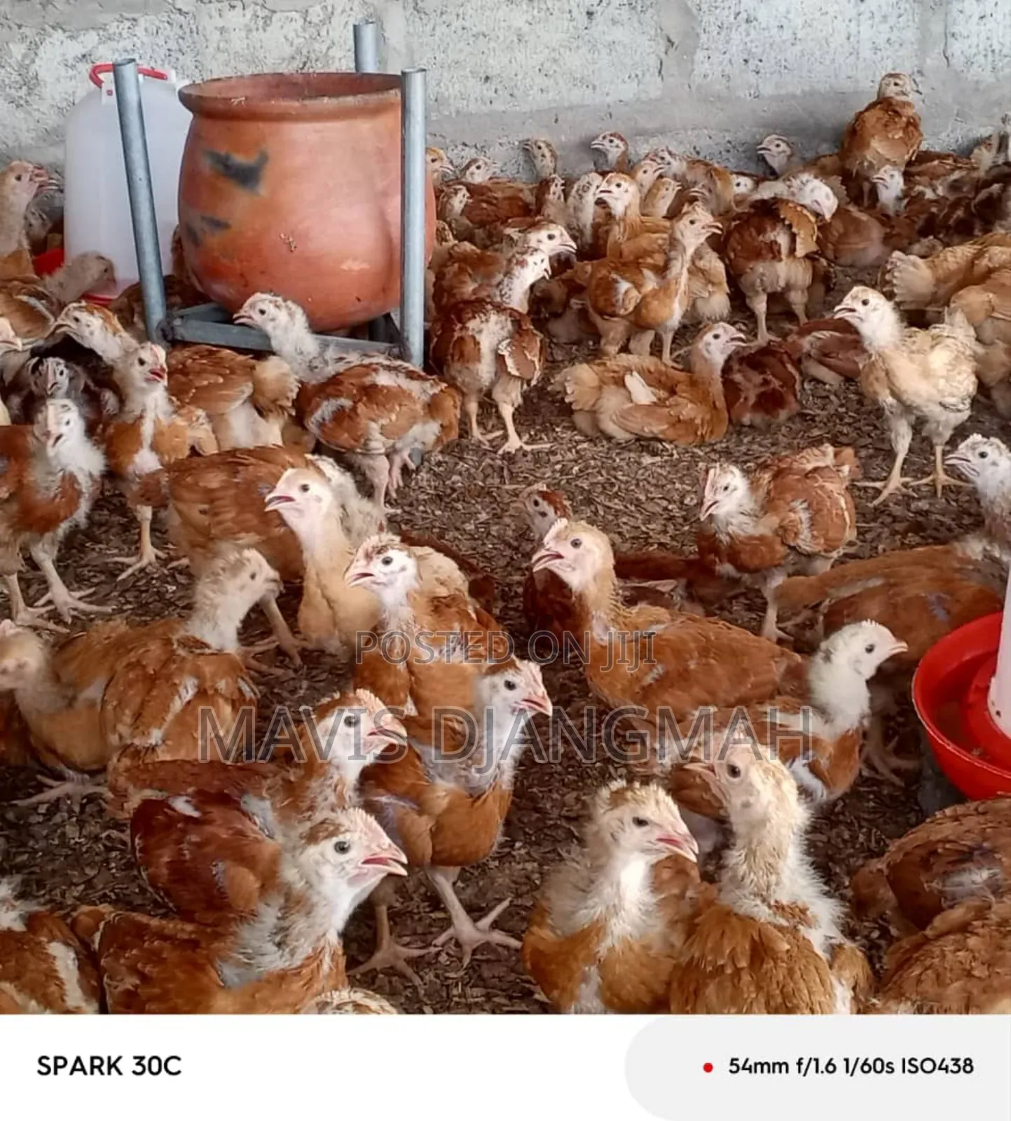 Sasso Month Old Chicks