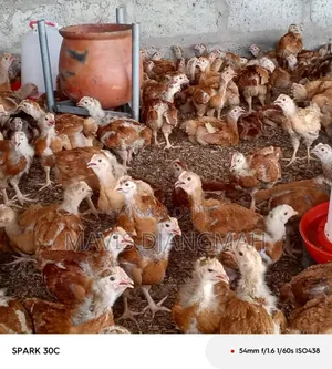 Sasso Month Old Chicks