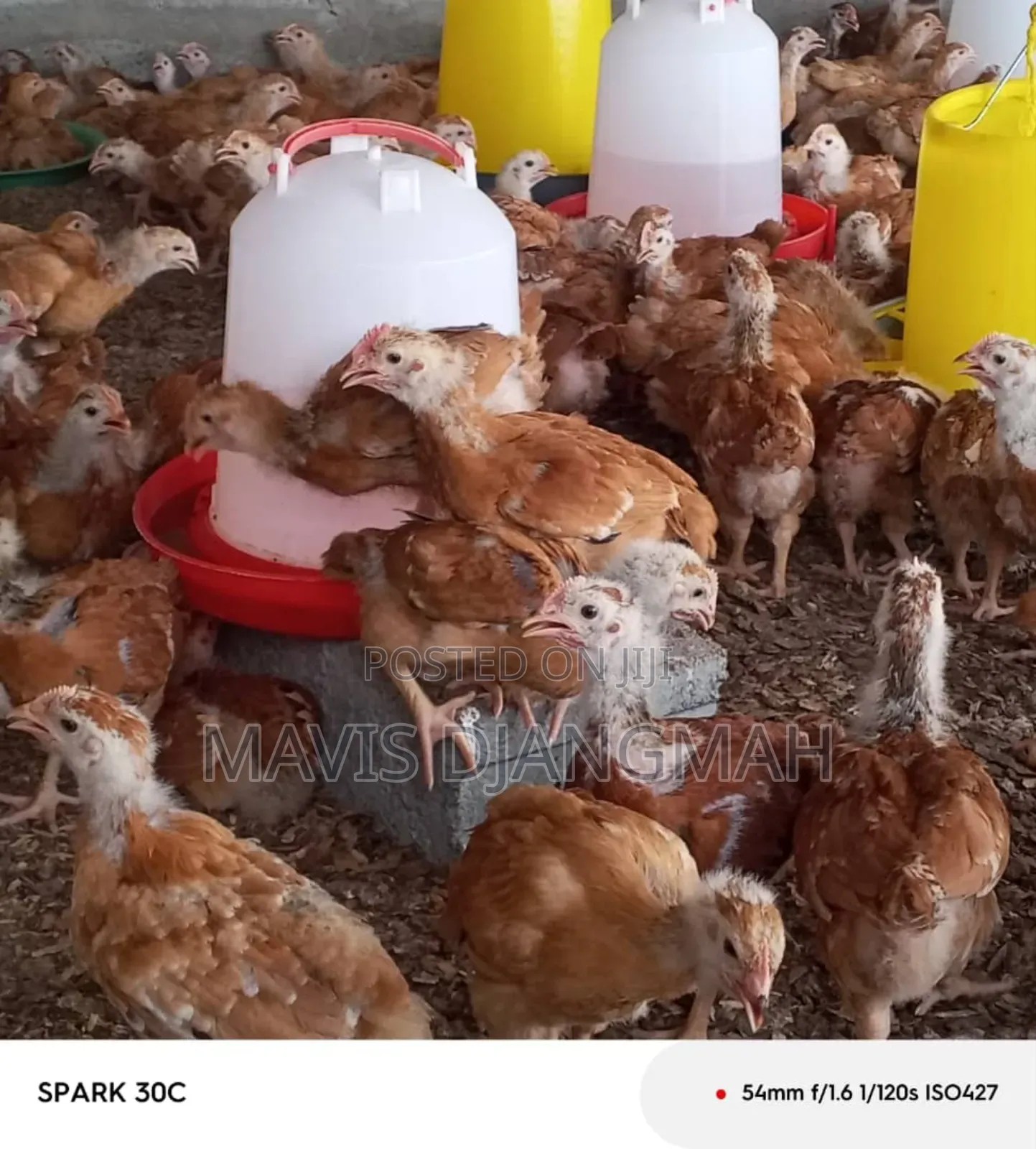 Sasso Month Old Chicks