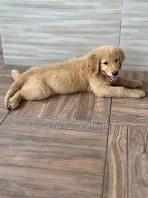 1-3 months Female Purebred Golden Retriever