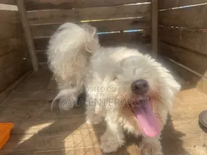 1+ year Male Purebred Maltese