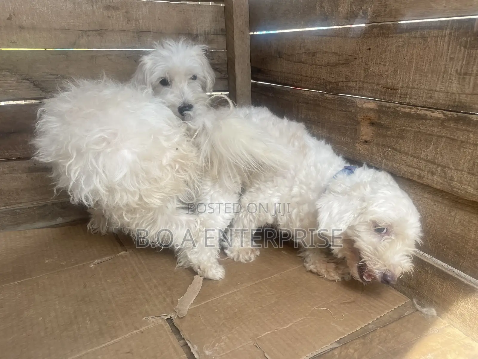 1+ year Male Purebred Maltese