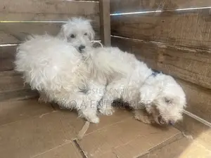 1+ year Male Purebred Maltese