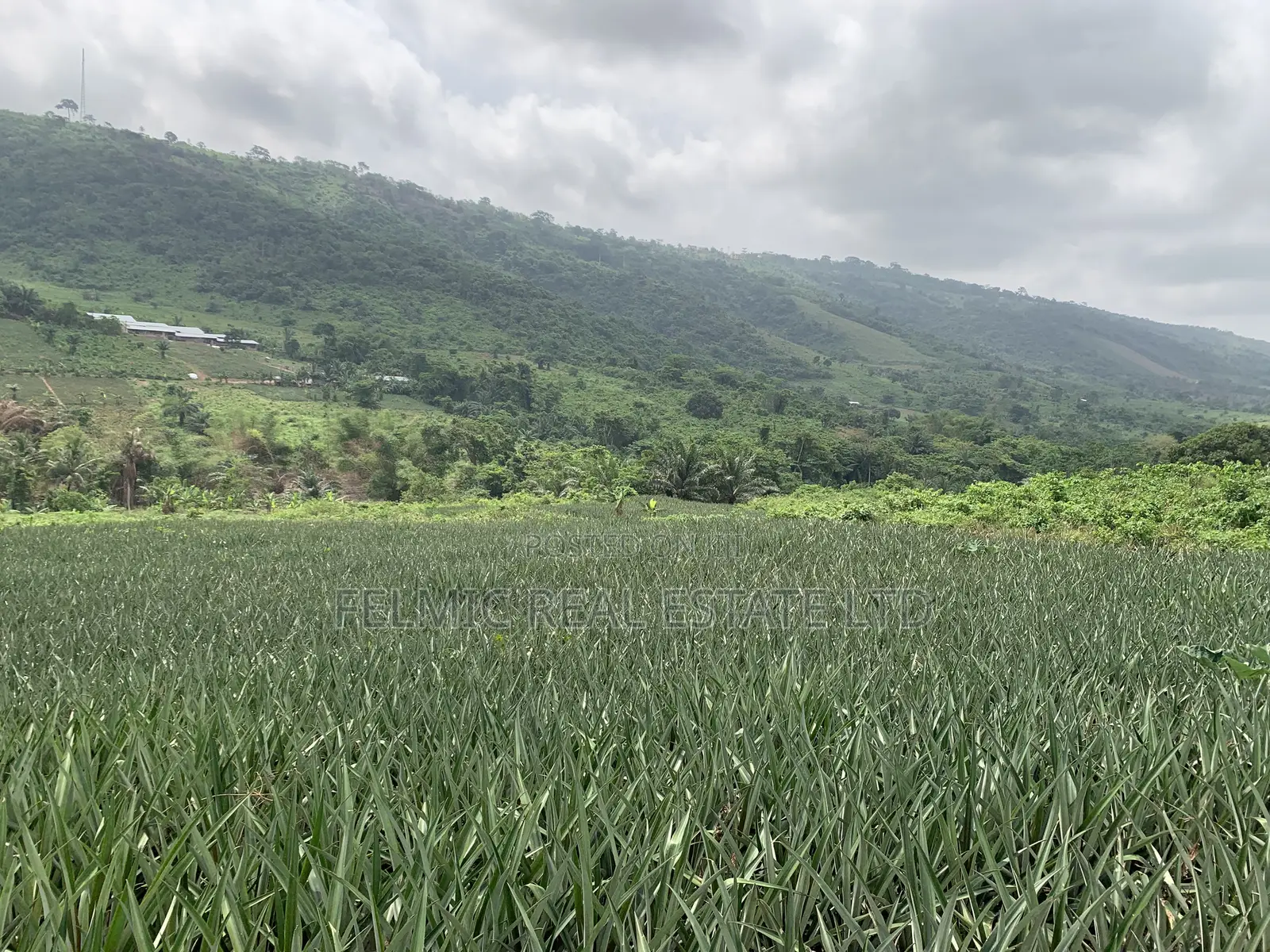 21 Acres of Land at Aburi Nkumkrom for Sale
