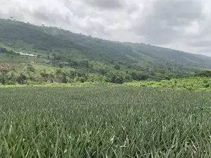 21 Acres of Land at Aburi Nkumkrom for Sale