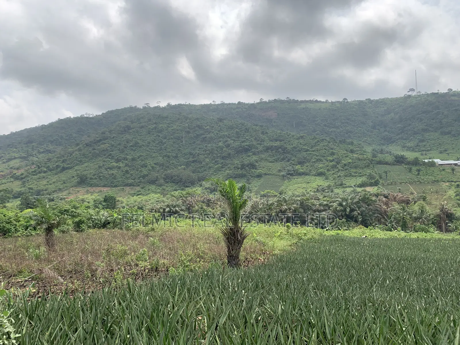 21 Acres of Land at Aburi Nkumkrom for Sale