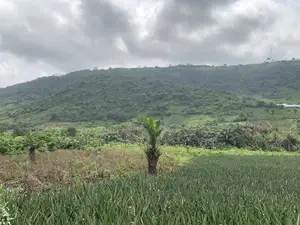 21 Acres of Land at Aburi Nkumkrom for Sale