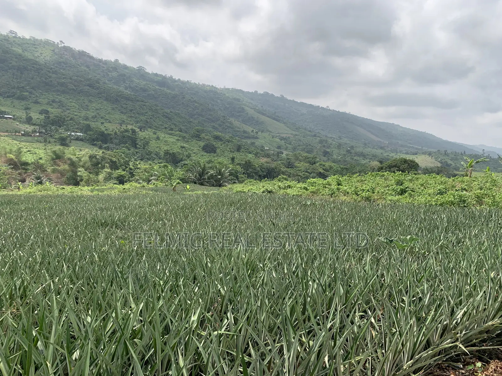 21 Acres of Land at Aburi Nkumkrom for Sale