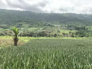 21 Acres of Land at Aburi Nkumkrom for Sale