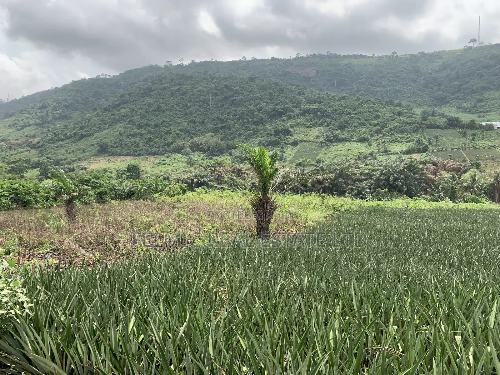 21 Acres of Land at Aburi Nkumkrom for Sale
