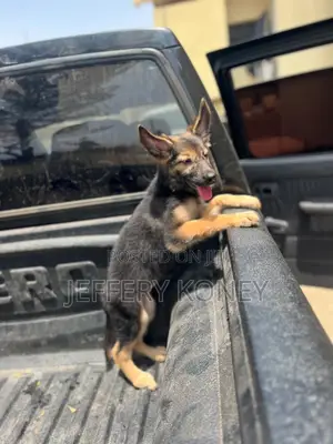 1-3 months Female Purebred German Shepherd