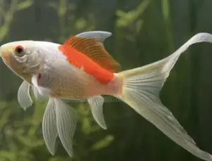 Comet Goldfish