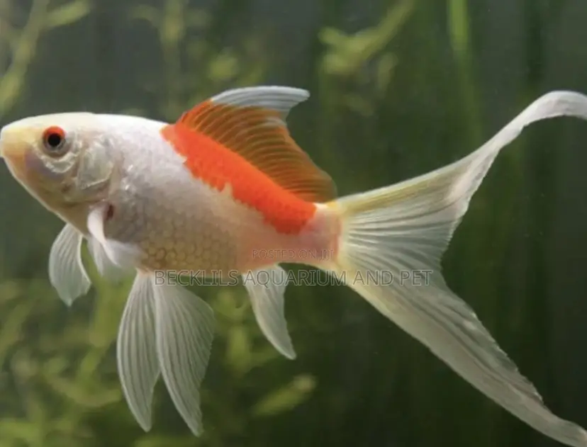Comet Goldfish