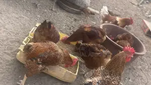 Rhode Island Red