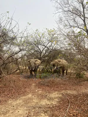 Tour To Mole National Park