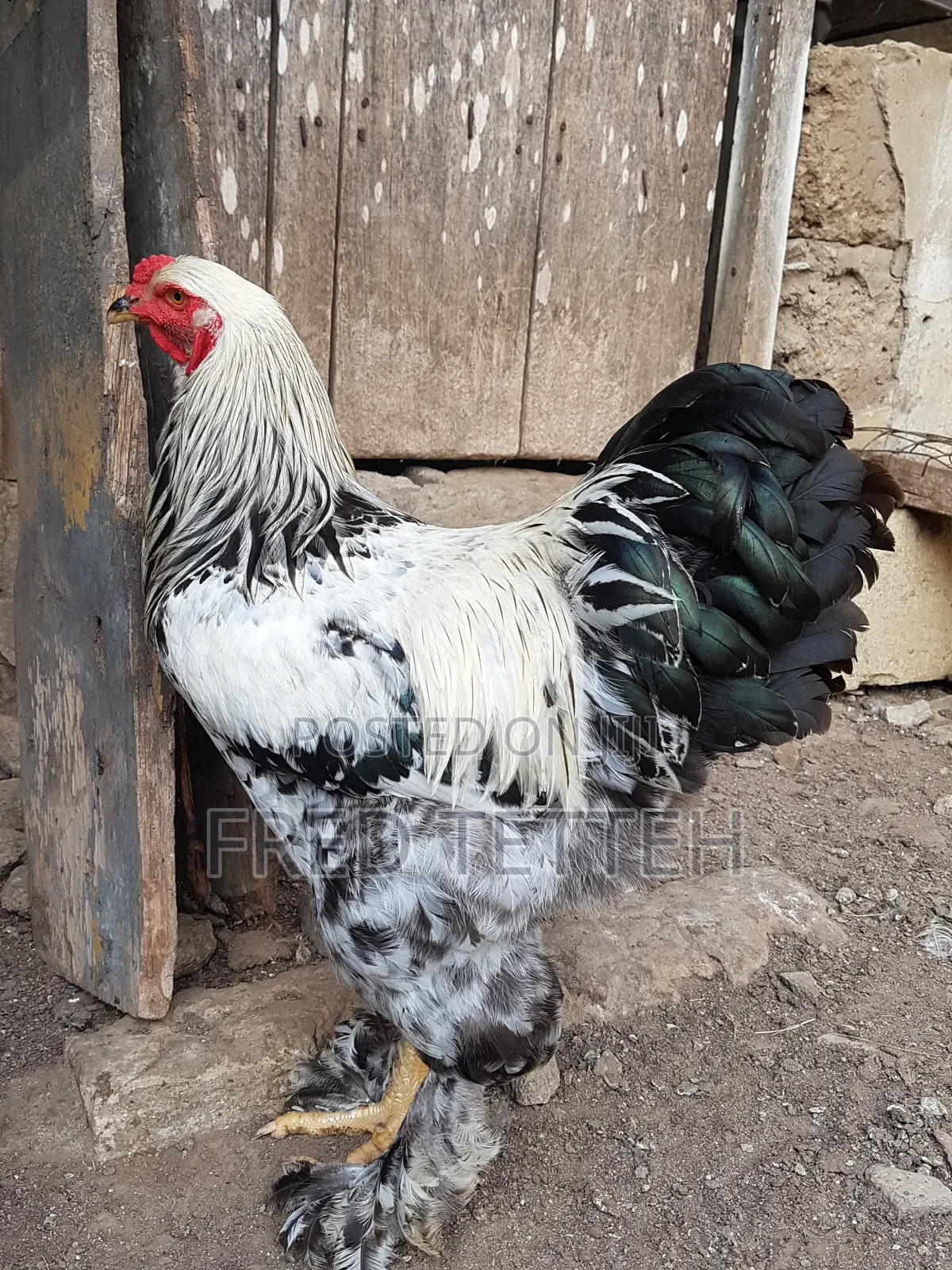 Brahma Males
