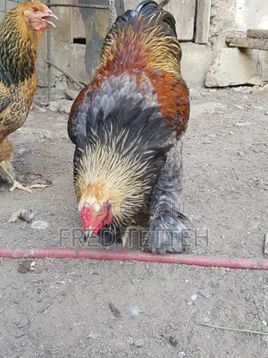 Brahma Males