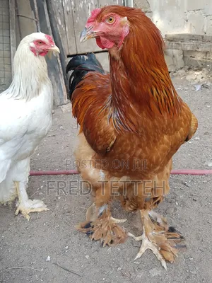 Brahma Males