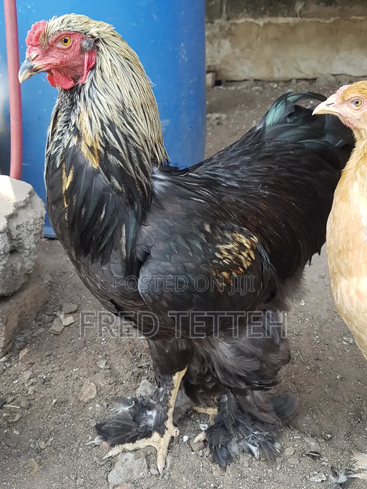 Brahma Males