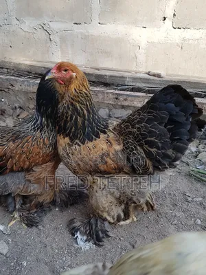 Brahma 6months