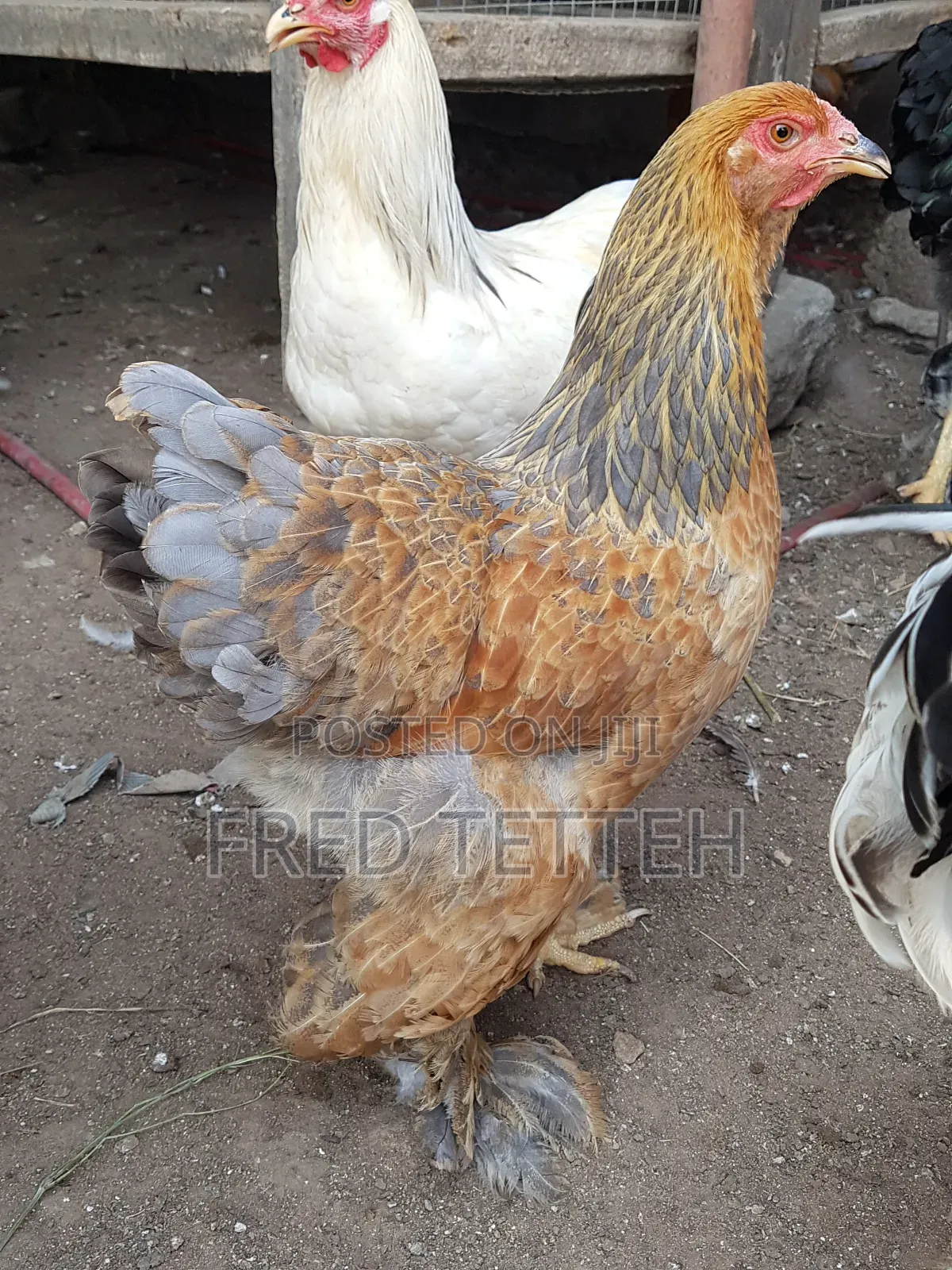 Brahma 6months
