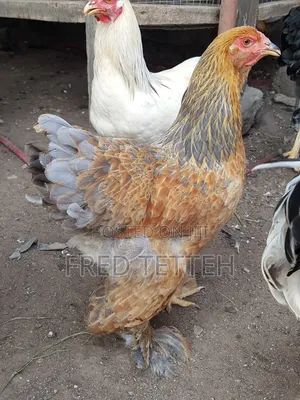 Brahma 6months