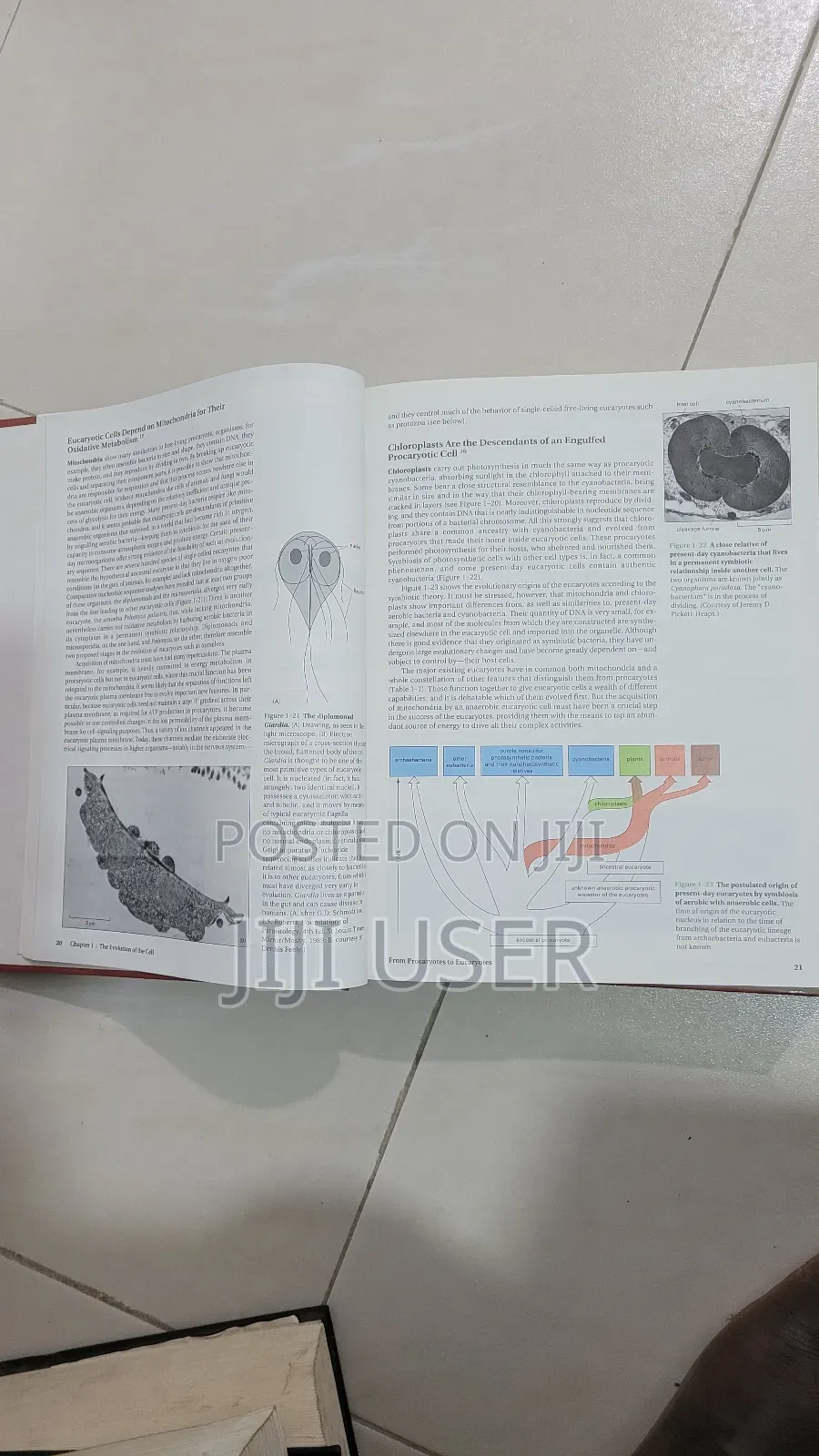 Molecular Biology of the Cell. Third Edition
