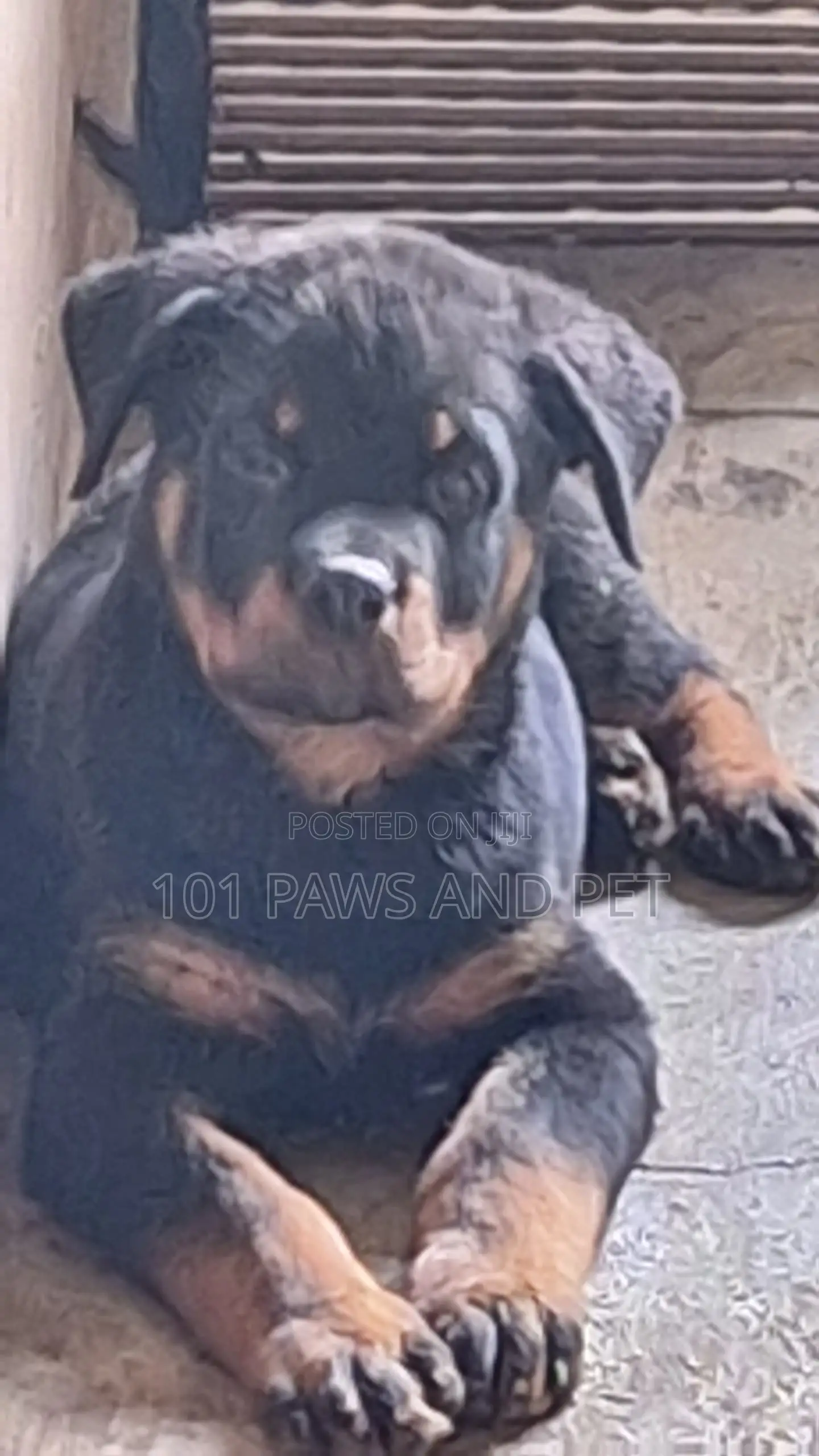 1-3 months Male Purebred Rottweiler