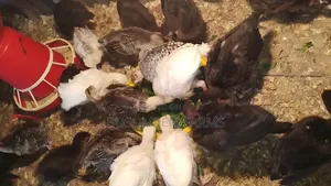 Young Turkeys for Sale