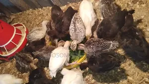 Young Turkeys for Sale