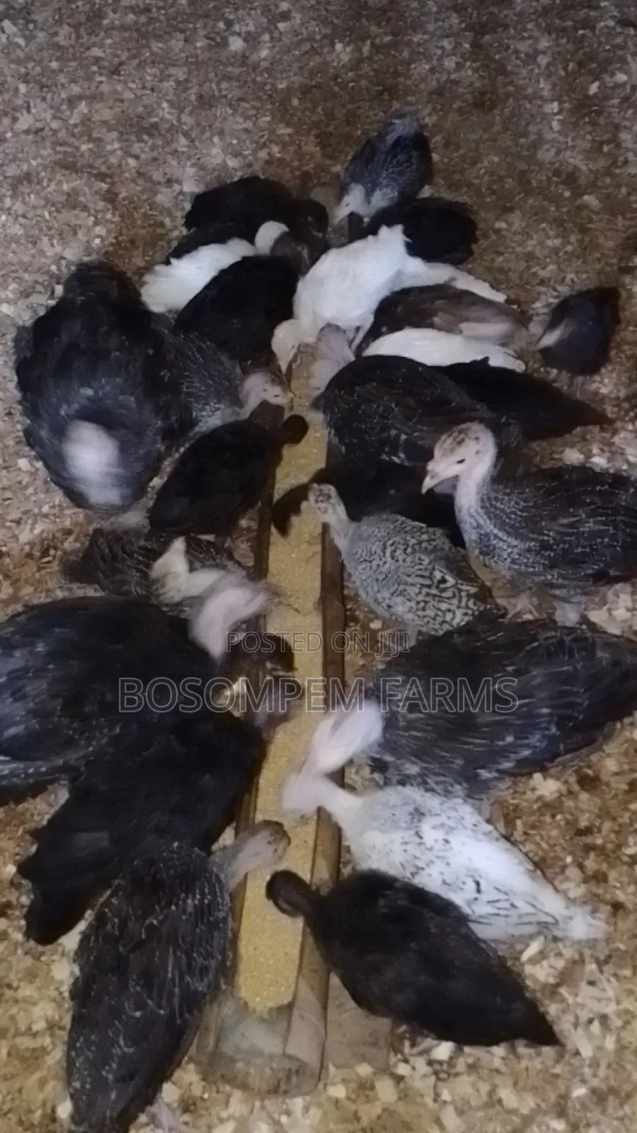 Young Turkeys for Sale
